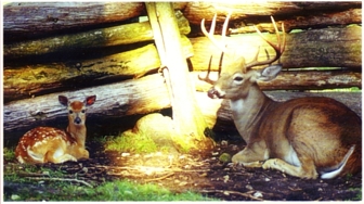 Photo of brochure for "Deer Ranch"